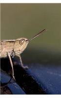Cricket Notebook: 150 lined pages, softcover, 6 x 9