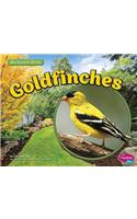 Goldfinches