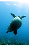 Swimming Sea Turtle Journal