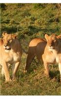 Two Tawny Female Lions in the Wild Africa Journal: 150 Page Lined Notebook/Diary