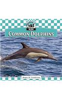 Common Dolphins