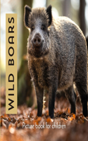 Wild Boars