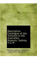 Descriptive Catalogue of the Tunicata in the Australian Museum, Sydney, N.S.W