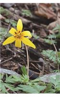 Wild Erythronium Americanum Yellow Trout Lily Journal: Take Notes, Write Down Memories in this 150 Page Lined Journal