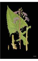 Journal: Vintage Nature Art Print (3), 6" x 9" - Journal (Sketchbook, Notebook) (Journals)-(Unruled Blank Journal)