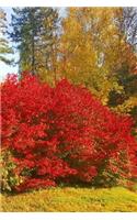 2019 Weekly Planner Autumn Red Bushes Fall Trees 134 Pages: (2019 Planners Calendars Organizers Datebooks Appointment Books Agendas)