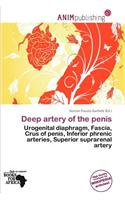 Deep Artery of the Penis