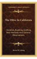 Olive in California