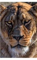 Lioness Close Up Journal: 150 page lined notebook/diary