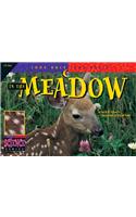 In the Meadow