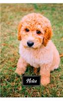 Poodle Dog Pup Puppy Doggie Notebook Bullet Journal Diary Composition Book Notepad - Look Innocent