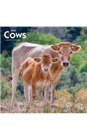 Cows 2020 Square