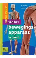 Anatomie Van Het Bewegingsapparaat in Beeld