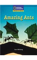 Amazing Ants