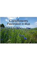 Cornflowers Fascination in Blue 2018