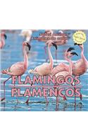 Flamingos / Flamencos