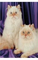 Two White Cats Photo Journal