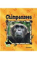 Chimpanzees