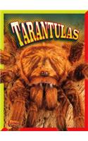 Tarantulas