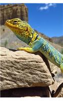 Collared Lizard Says, Ain't I Pretty? Journal: 150 Page Lined Notebook/Diary