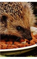 Hedgehog in her Food Plate Journal