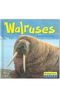 Walruses