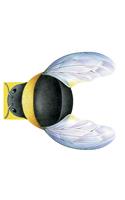 Little Bee