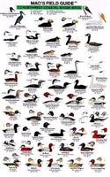 Mac's Field Guides: Northwest Coast Water Birds