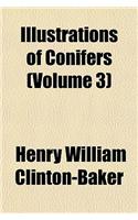 Conifers Volume 3