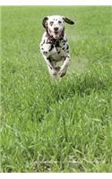 Dalmatian November Notebook Dalmatian Record, Log, Diary, Special Memories, To Do List, Academic Notepad, Scrapbook & More