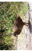 Weka Flightless Bird in New Zealand Journal