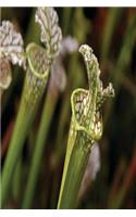 Floral Journal Trumpet Pitcher Plant