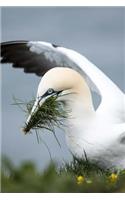 Gannet in the Nest by the Shore Journal: Take Notes, Write Down Memories in this 150 Page Lined Journal