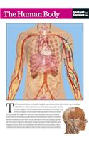 The Human Body