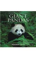 Giant Pandas