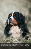 Bernese Mountain Dog