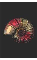 Snail Shell