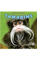 Tamarins
