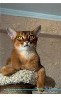 Abyssinian Cat Affirmations Workbook Abyssinian Cat Presents: Positive and Loving Affirmations Workbook. Includes: Mentoring Questions, Guidance, Supporting You.