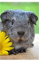 Pretty Sweet Guinea Pig with a Pink Flower Journal: 150 Page Lined Notebook/Diary