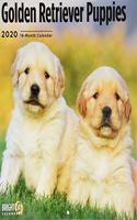 GOLDEN RETRIEVER PUPPIES CAL 2020