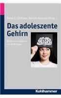 Das Adoleszente Gehirn