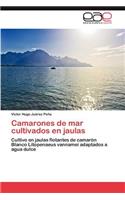 Camarones de Mar Cultivados En Jaulas