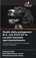 Studio della patogenesi di E. coli O157