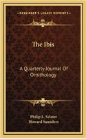 The Ibis