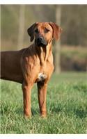 Rhodesian Ridgeback: Artified Pets Journal/Notebook/Diary, 6" by 9" and 160 Pages