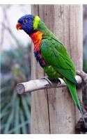 A Bright Rainbow Colored Lorikeet Parrot Bird Journal: 150 Page Lined Notebook/Diary