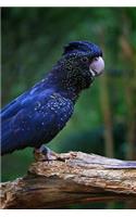 Red Tailed Black Cockatoo Notebook