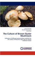 Culture of Brown Oyster Mushroom