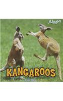 Kangaroos
